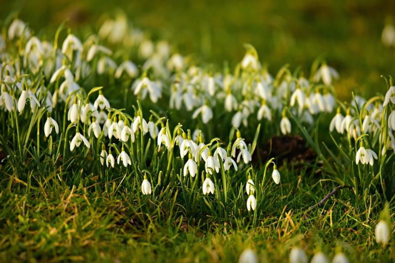 Snowdrop Open Days at RHSI Bellefield in Offaly