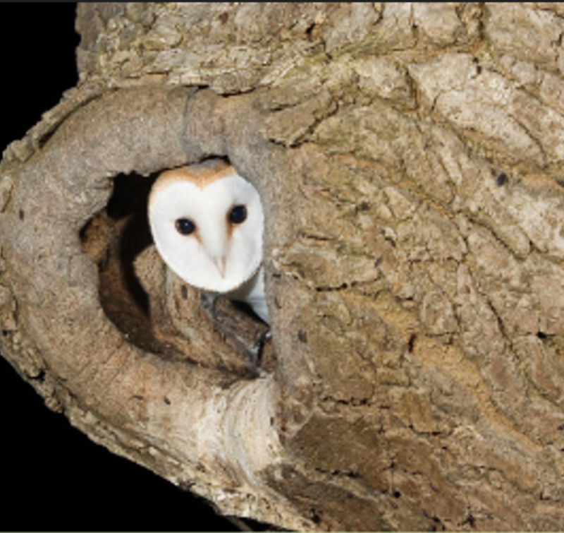 The barn owl population is increasing in Offaly thanks to an invasive species