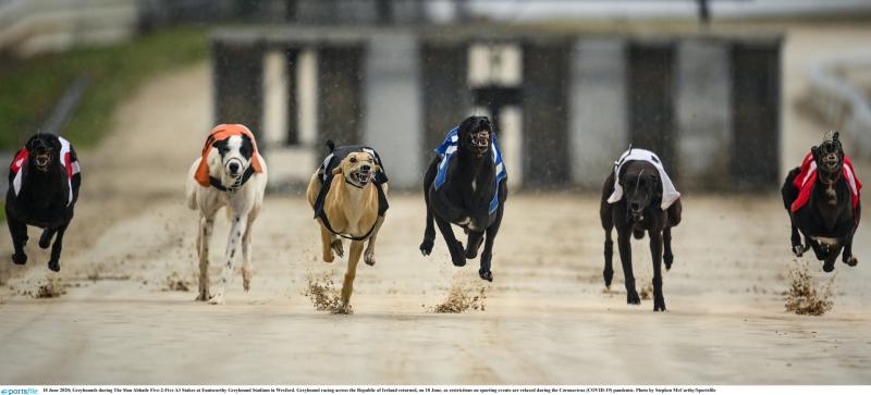 Gone to the dogs: Eight Offaly winners