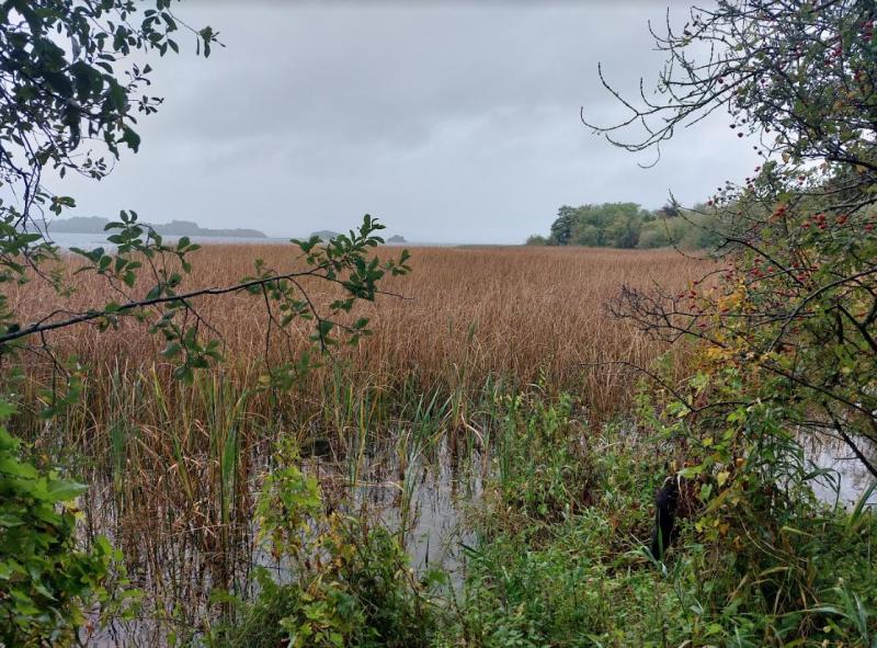 Popular Lough Derg swimming spots are under threat