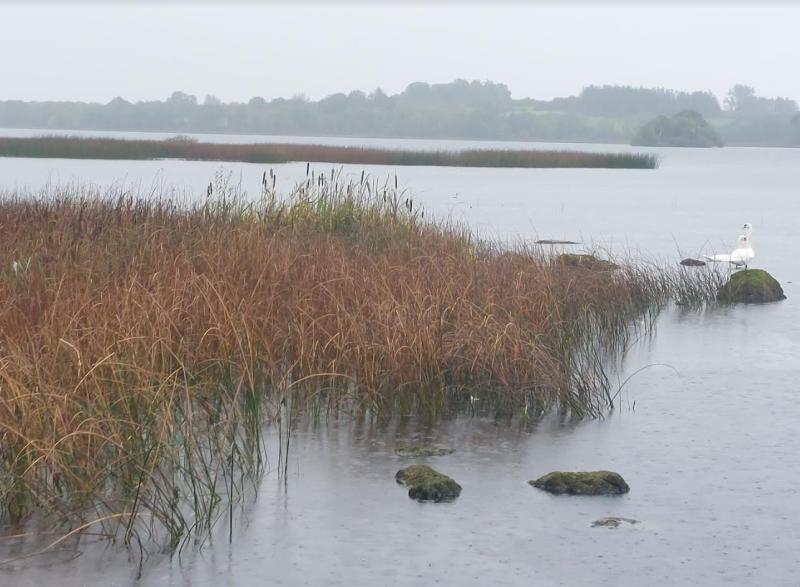 OPINION (AN COLÚN): The pros and cons of the common reed on Lough Derg