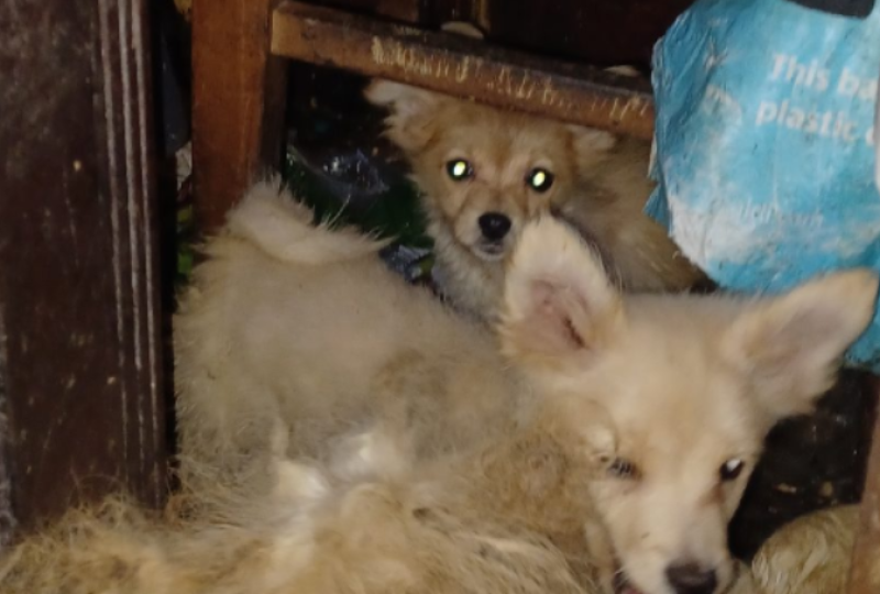 Prison sentence for elderly woman in the Midlands whose nine dogs were found in room 'full of faeces'