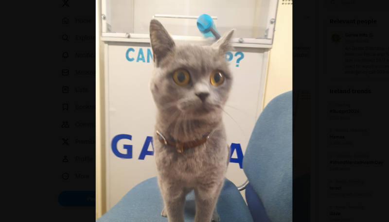 Clever cat missing from Westmeath finds his way to Offaly before brush with the law