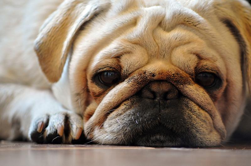Irish animal welfare group calls for erasure of pugs and bulldogs from advertisements