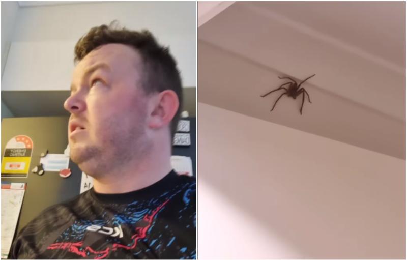 WATCH: 'Ah lads' - Offaly's Digger Dad has second run-in with huge spider 