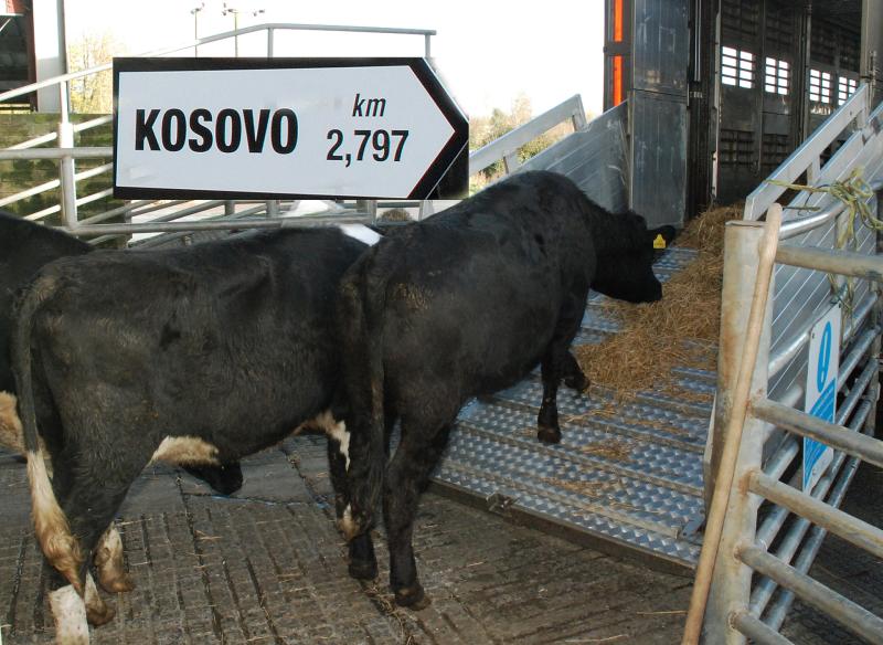 Animals from Roscrea will arrive in Kosovo in time for Christmas 