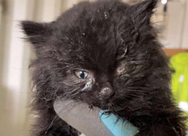 'For pity's sake neuter your cats' - Severely malnourished kitten rescued from Offaly dump
