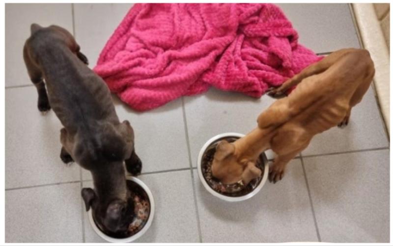Emaciated puppies rescued from bog as 400 dogs surrendered to Irish charity since Christmas