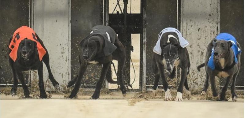 GREYHOUNDS