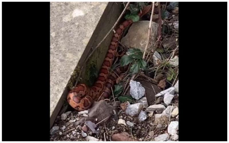 'Pretty little lad' - Staff shocked as snake on the loose at one of Ireland's busiest train stations