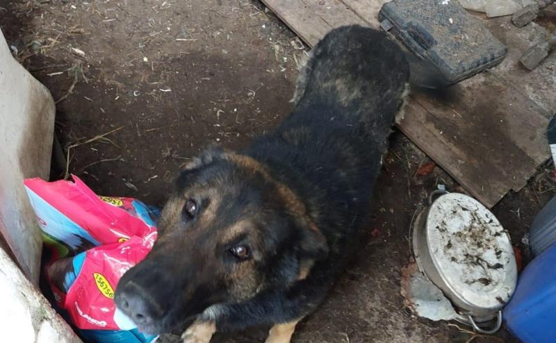 Laois farmer had dead animals in yard with dogs 