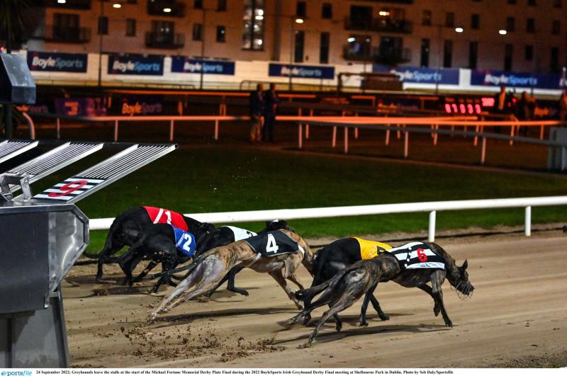 Gone to the dogs: Good week for Offaly greyhounds