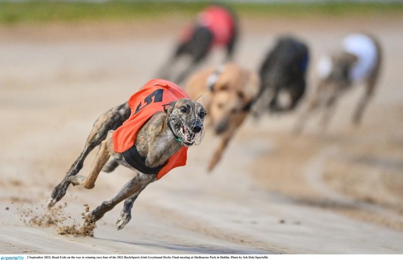 Gone to the dogs: Five Offaly winners