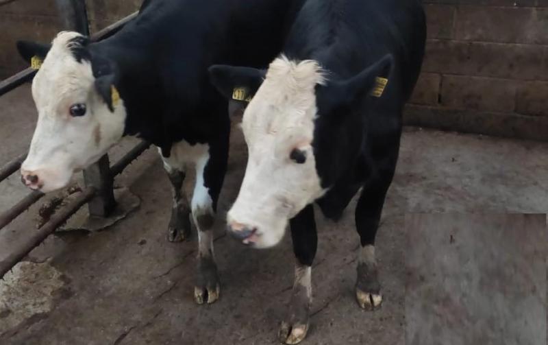 Portumna Mart reopens with strict 'no credit policy'