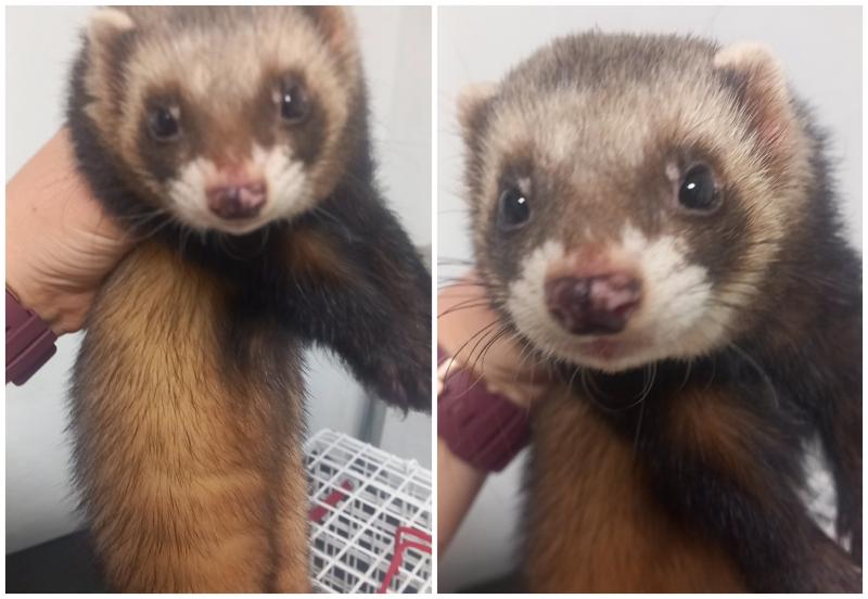 Bizarre incident as Offaly locals save ferret from crow attack on main street