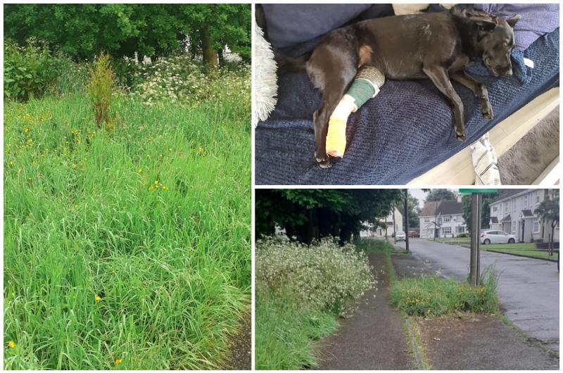 'It could be a child' - Offaly resident fumes as dog is severely injured in long grass