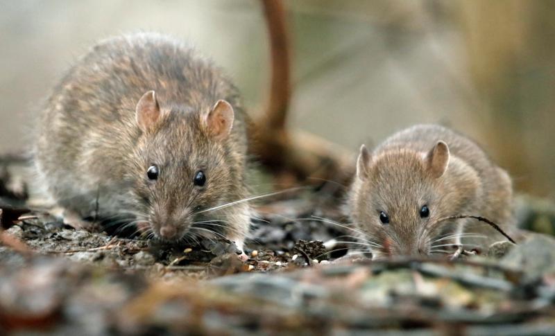 'Horrendous' rat infestation reported in Portarlington due to illegal dumping