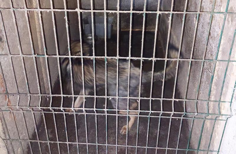 Offaly father and son convicted of animal cruelty offences