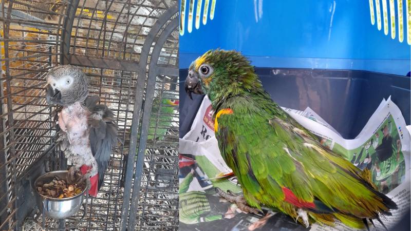 'From build-up faeces to fly infestation': Hundreds of tropical birds seized in midlands 
