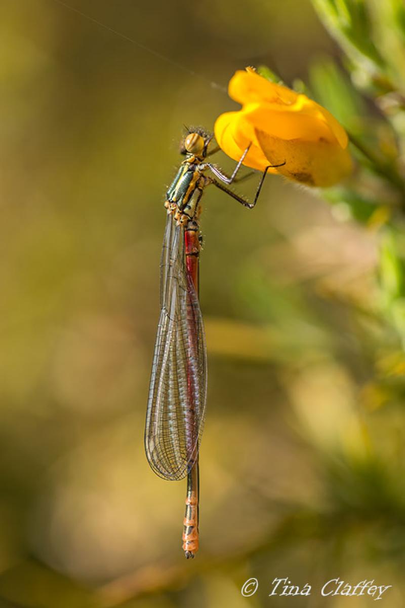 Exotic Local exhibition opens in Damer House Gallery, Roscrea