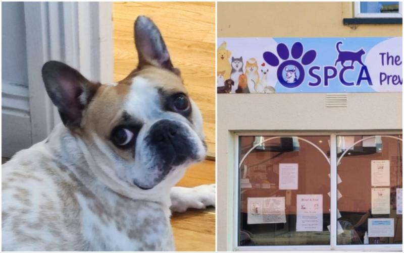 Can you help Stella? Offaly SPCA makes urgent appeal to rehome 'loveable' French bulldog