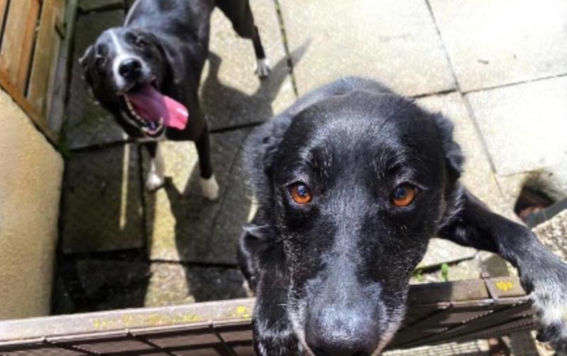 Can you help? Offaly SPCA urgently looking for new home for 'best friends' Percy and Poppy