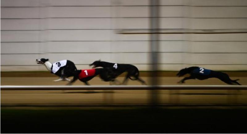 GONE TO THE DOGS: Six Offaly winners in past week
