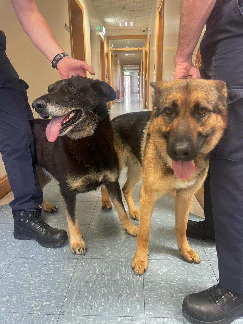 Gardai in Tullamore looking to reunite dogs found wandering in the town with owners