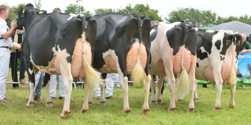 Three dairy breeds are making their way to Offaly to compete in Ireland's biggest show