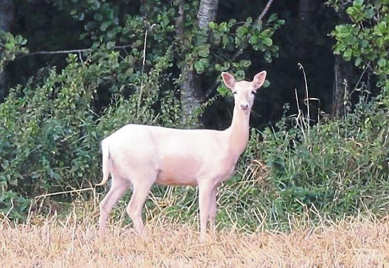 Rare 'white' deer spotted locally by eagle eyed photographer
