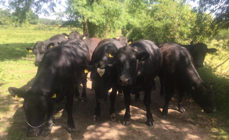 CATTLE