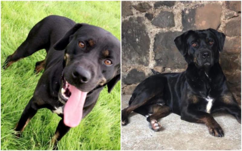 Have you seen Morris? Beloved family dog missing in Tullamore since Saturday