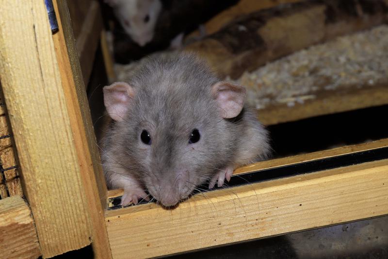 Chilling warning to Louth homeowners over 'climber' rats invading homes