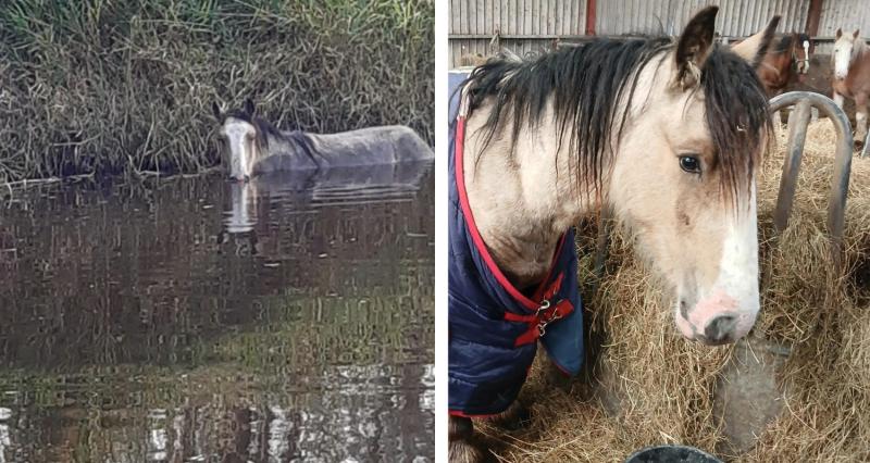 Exhausted horse stranded in river in Offaly for 24 hours rescued by local volunteers