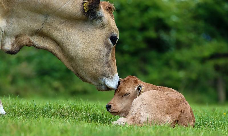 Fifty pre-selected lots for Aubrac sale in Offaly mart this Saturday