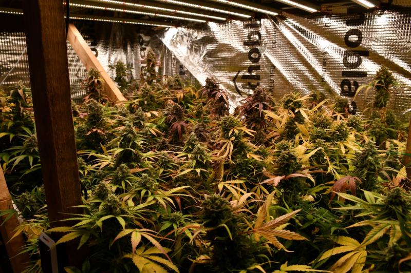 Man arrested and cannabis plants seized after grow house bust