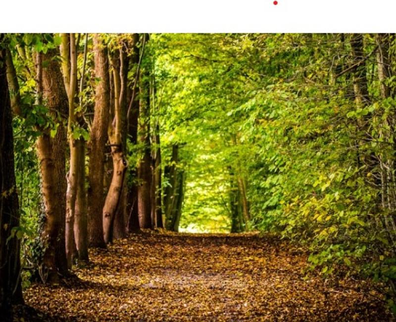 Portumna woodland