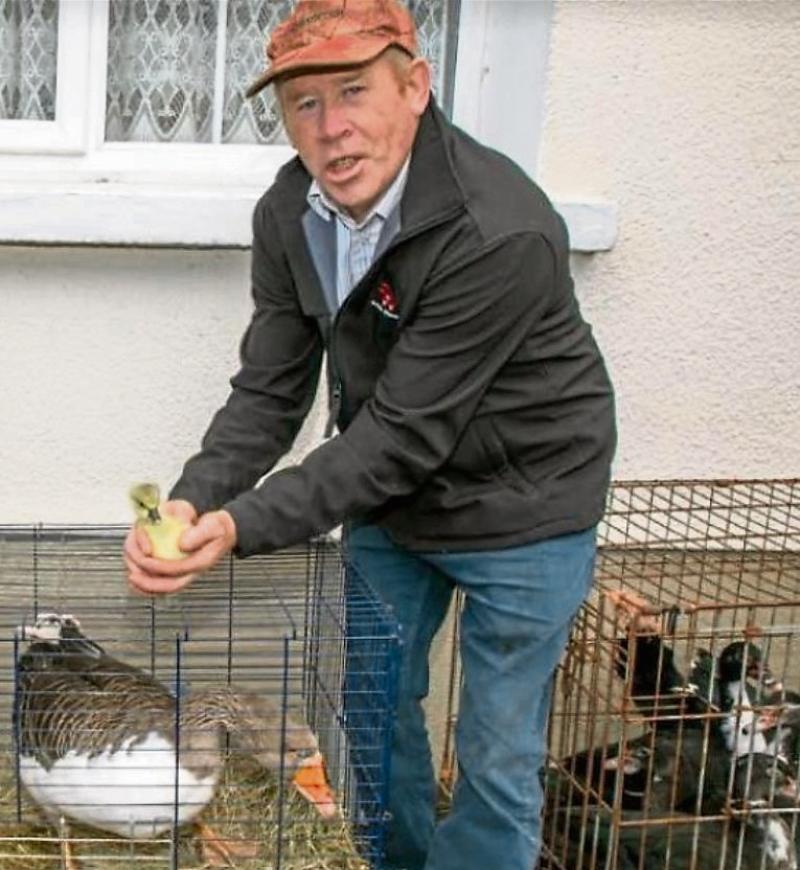 Offaly farmer hails his 'record-breaking' goose
