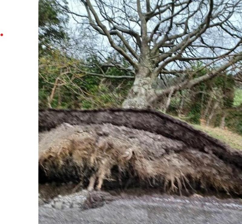 fallen tree Eowyn Offaly