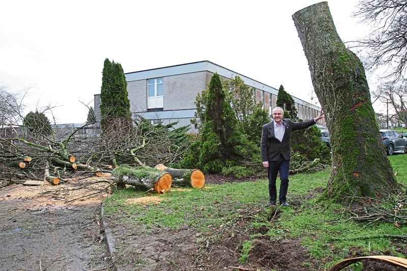 Iconic tree planted in 1969 by Eamon de Valera felled by Storm Eowyn