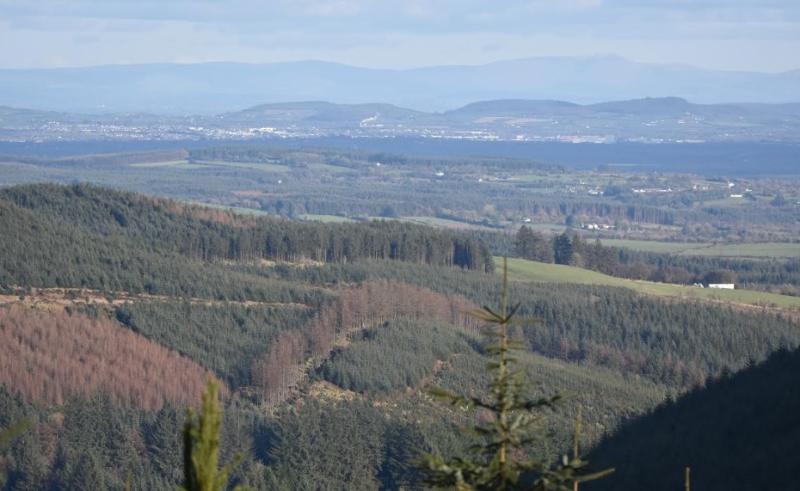Glendine East Slieve Blooms