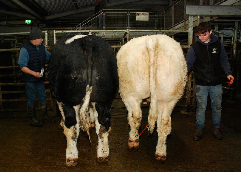 Central Auctions Fatstock  Show and Sale in Roscrea Mart