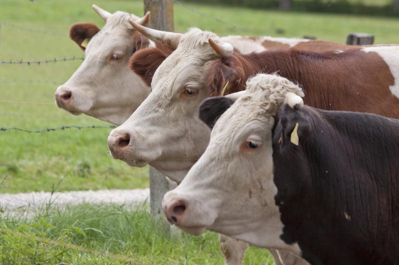 Traffic has increased on the Brocca road since the opening of a demonstration farm 