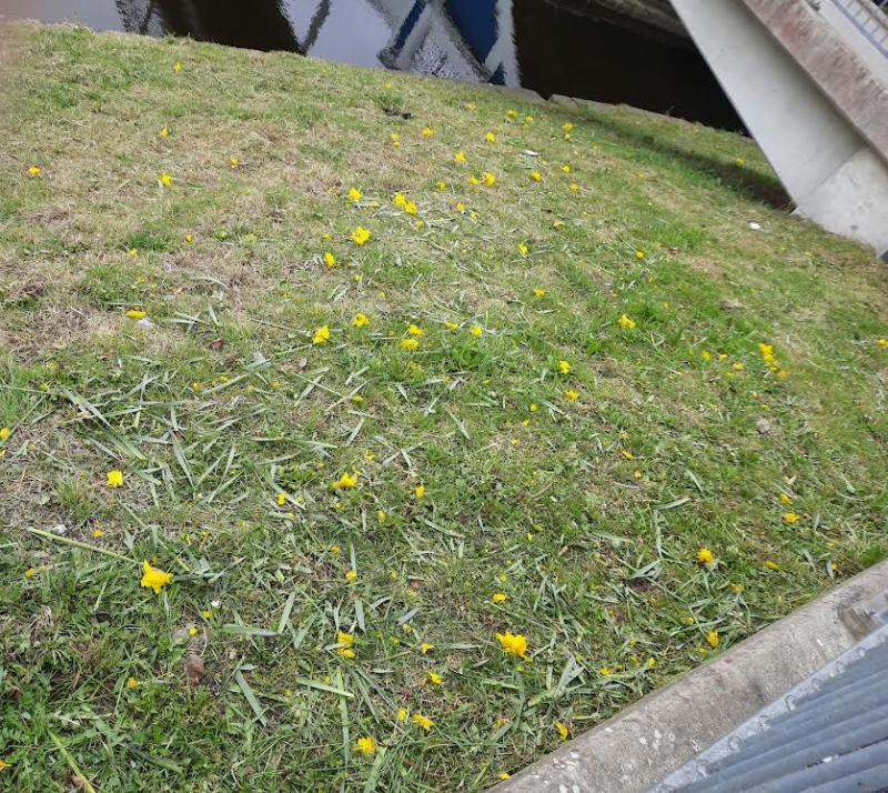 The beautiful daffodils  which brought such joy appear to have been cut