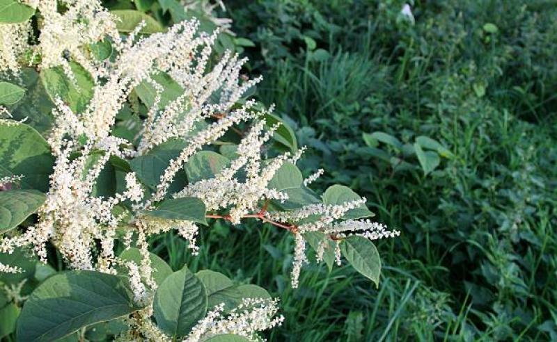 Japanese knotweed is an invasive species which kills native plants