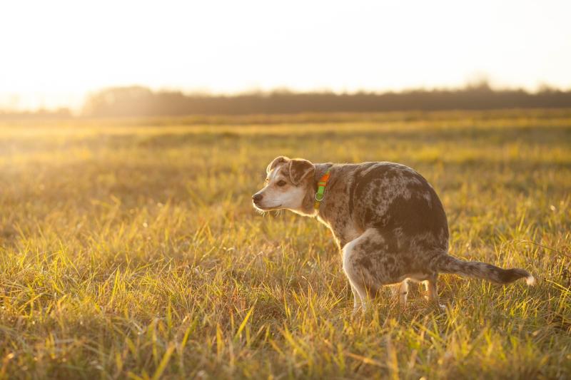 Councillor slams dog fouling on Offaly Greenways