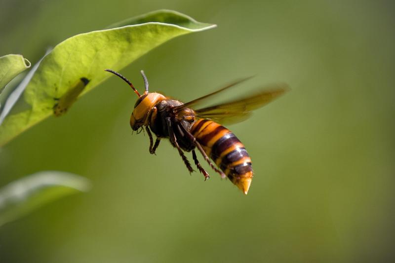 Urgent warning issued as Asian hornet poised to invade Ireland