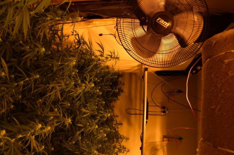 Gardai shut down sophisticated cannabis grow house in the Midlands during series of raids