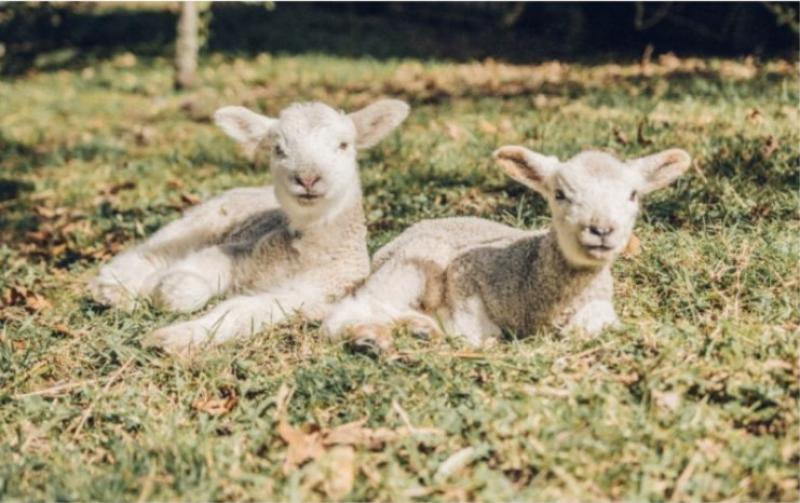LAMBS
