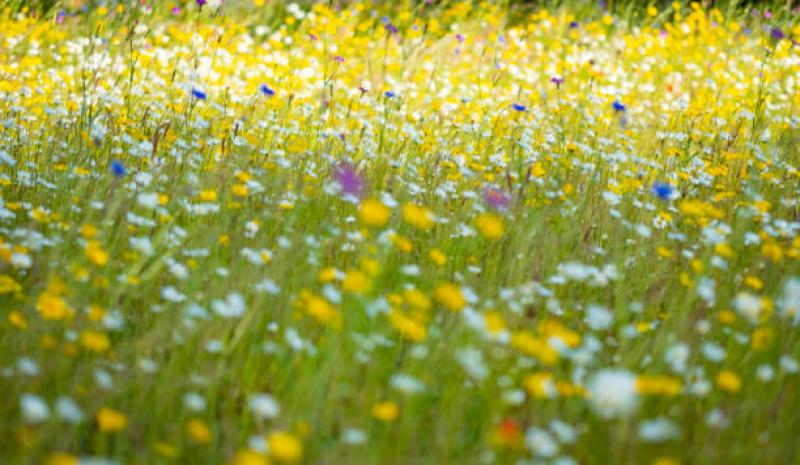 Spring Flowers Walk at Tullamore Wetlands (Fri, May 16, 7PM)